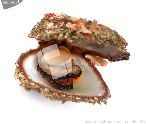 Image of Raw seafood in opened shell