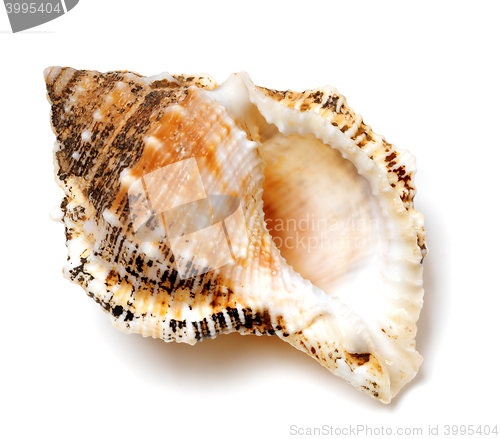 Image of Shell of Tutufa bubo (frog snail) on white