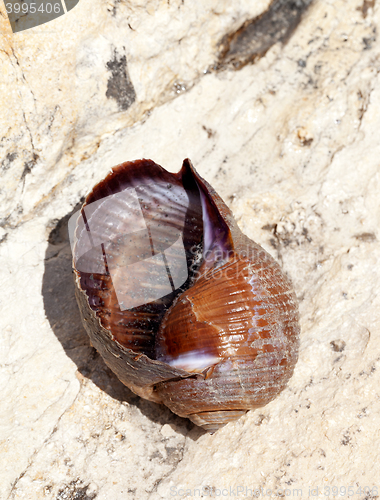 Image of Sea snail (Tonna galea) on rock