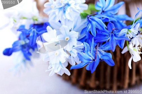 Image of First spring flowers