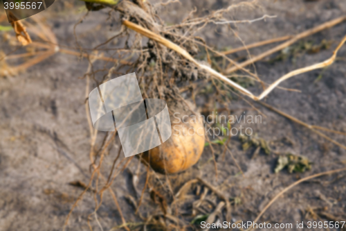 Image of Potatoes on the ground