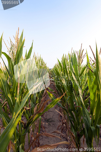 Image of Green immature corn