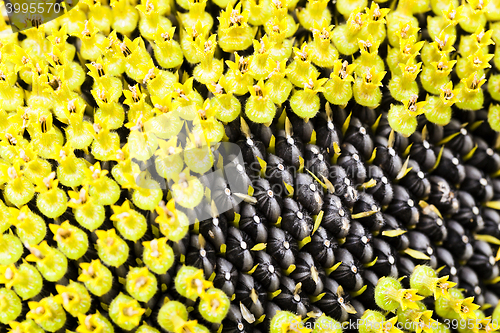 Image of part ripe sunflower with seeds