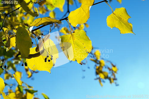 Image of yellowed maple leaves