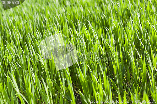 Image of green wheat, close-up