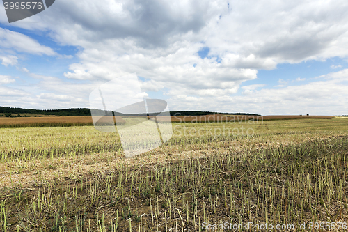 Image of collection rapeseed crop