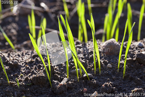 Image of young sprouts of wheat