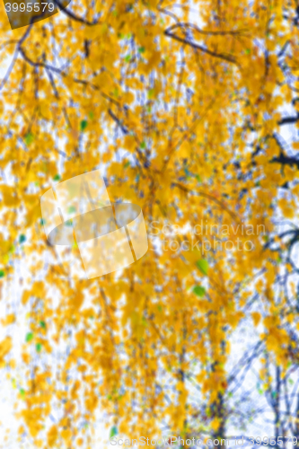 Image of birch tree in autumn