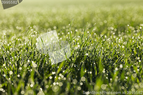 Image of young grass plants, close-up