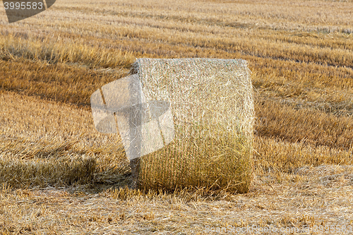 Image of haystacks in a field of straw