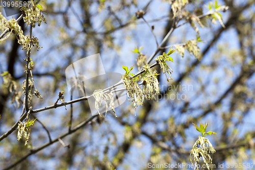 Image of trees in the spring