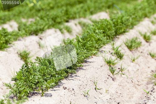 Image of Field with carrot