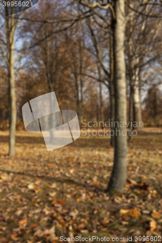 Image of autumn in the park