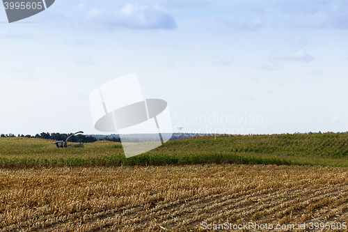 Image of harvested mature corn