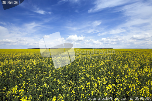 Image of rapeseed field. Spring