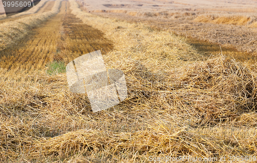 Image of harvest of cereals