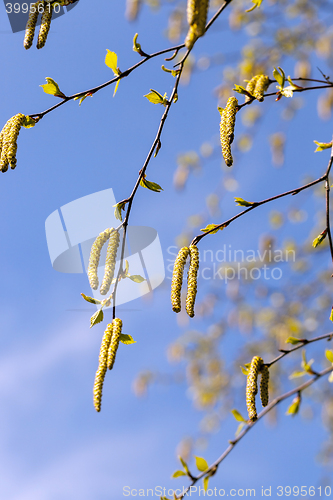 Image of birch trees in spring