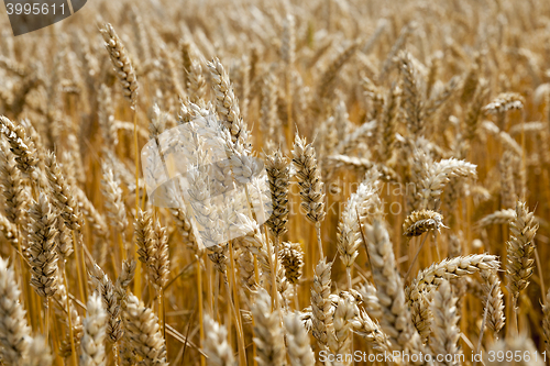 Image of farm field cereals