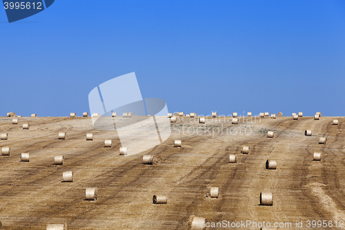 Image of harvest of cereals