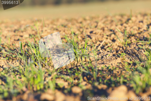 Image of young grass plants, close-up