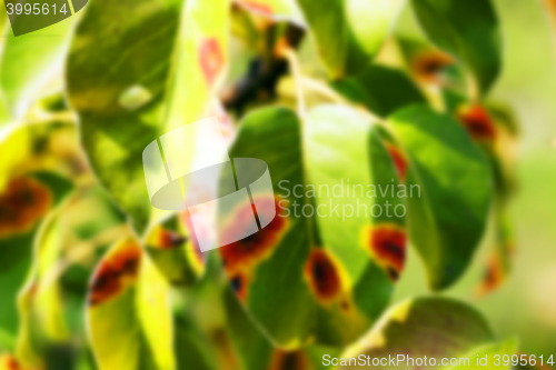 Image of pear foliage in autumn