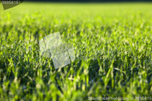 Image of young grass plants, close-up