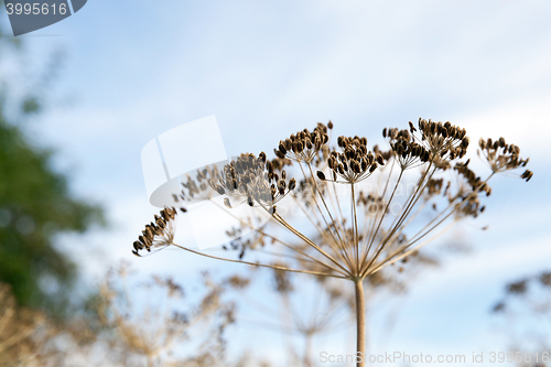 Image of mature dill close-up