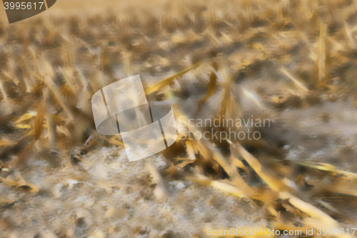 Image of harvesting corn , defocus