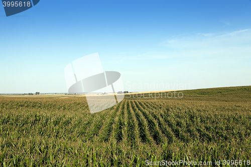 Image of Field with corn