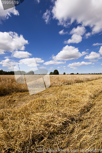 Image of cereals during harvest