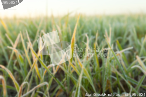 Image of wheat during frost