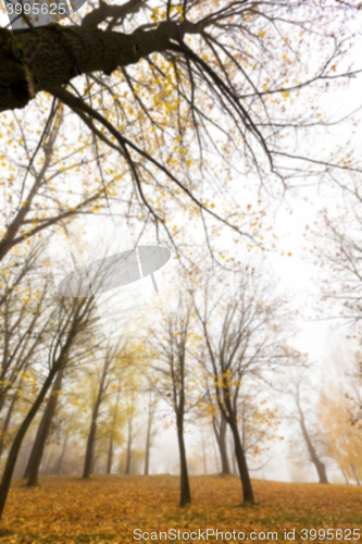 Image of Autumn Park, overcast