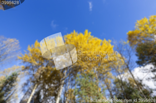 Image of birch tree in autumn