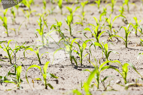Image of corn field. close-up