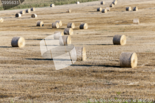 Image of haystacks in a field of straw