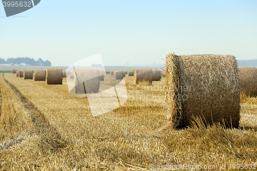 Image of straw in the field