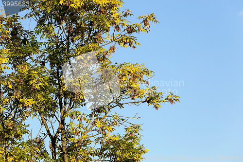 Image of yellowed maple leaves