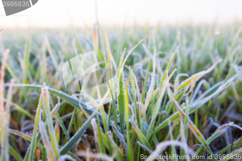 Image of wheat during frost