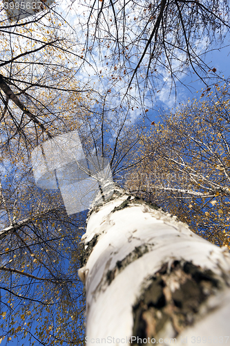 Image of birch trees in autumn