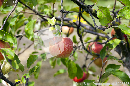 Image of Apple on a branch