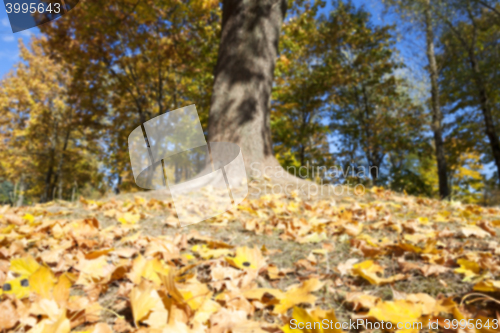 Image of autumn in the park