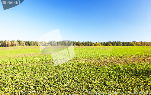 Image of plants grow green