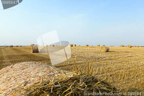 Image of straw in the field