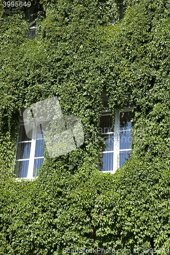 Image of building in the ivy