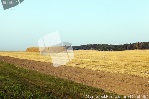 Image of haystacks in a field of straw