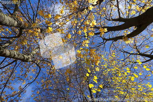 Image of birch tree in autumn