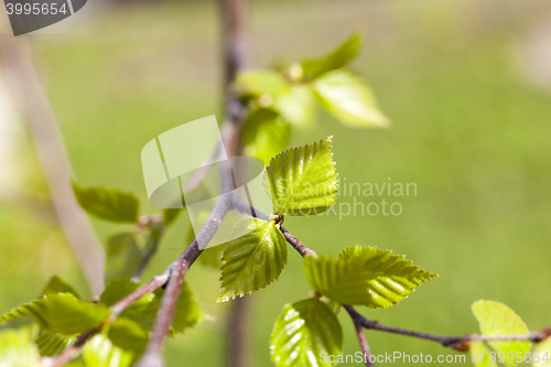 Image of birch trees in spring