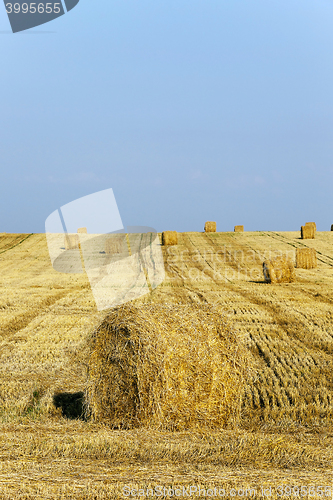 Image of harvest of cereals
