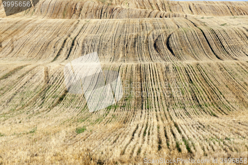 Image of agricultural field, cereals