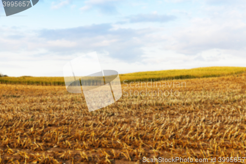 Image of harvesting corn, defocus